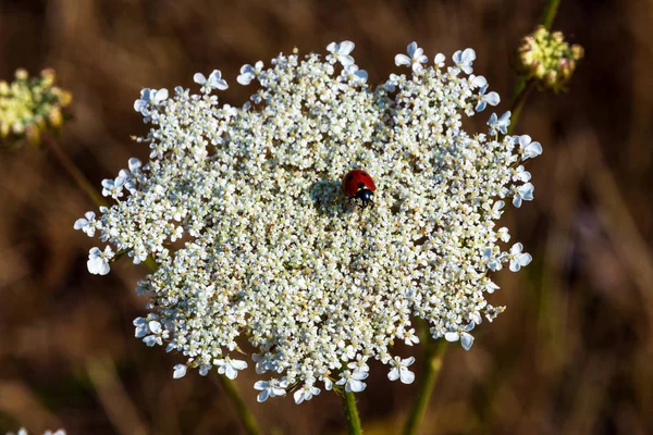 Petite Coccinelle Sur Une Plante Fleurs Blanches Avec Brun Loin — Photo