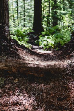 Orman iş yeşil ve kahverengi iz yolu geçit sabah ışık ile hiking