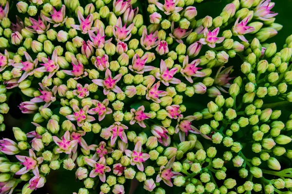 Bellissimo Fiore Estivo Con Bordi Viola Viola Rosa Petali Verde — Foto Stock