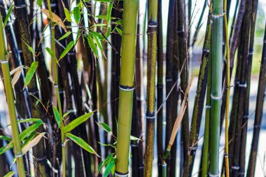 Kahverengi inceltme hasta bambu yama ölü yaprakları