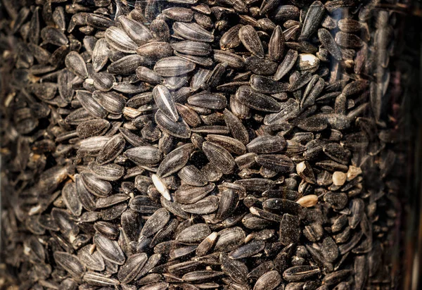 Plastik Bir Kap Içinde Kuş Beslemek Ayçiçeği Tohumları — Stok fotoğraf