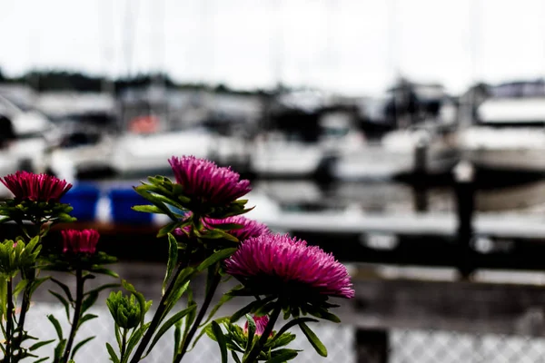 Фиолетовые Цветы Зеленые Стебли Гавани Лодками — стоковое фото