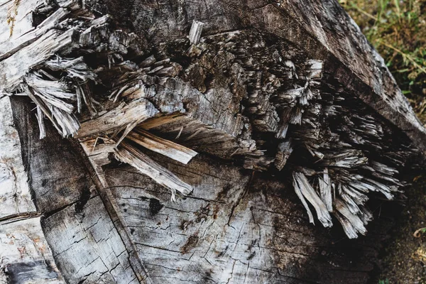 Velho Corte Desgastado Corte Transversal Log Madeira Com Lascas Fragmentadas — Fotografia de Stock
