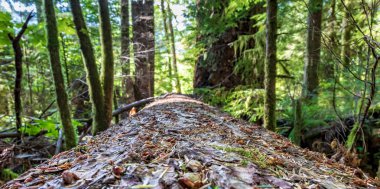 Orman günlük bakış açısı ile ağaçlar ve bitkiler mesafe düşmüş