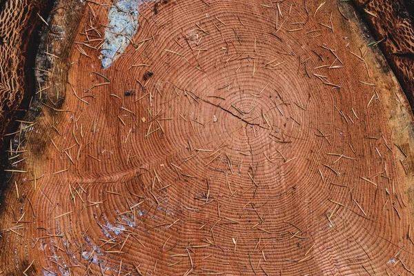 Tree Log Cut Cross Section Close Pine Needles — Stock Photo, Image
