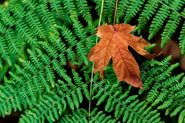 Brown Doré Mort Feuille Automne Tombé Sur Fond Vert Fougères — Photo