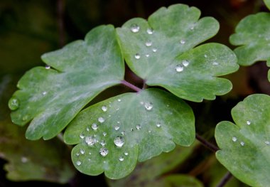 Islak yeşil orman zeminine bir çalı yağmur sonra büyüyen yaprakları