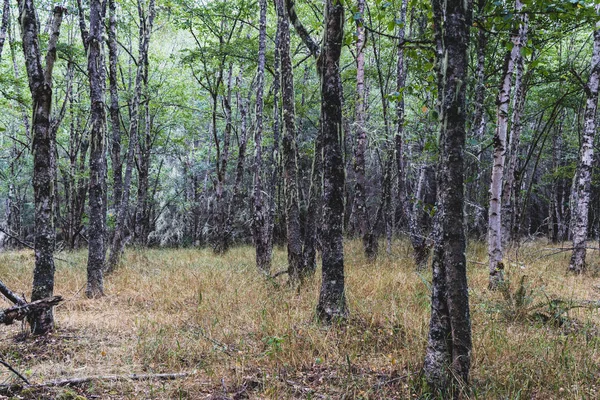 Bosque Bosque Otoñal Con Luz Que Muestra Través Los Árboles — Foto de Stock