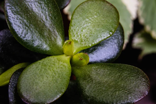 Jardin Succulent Gros Plan Dans Pot Avec Une Couleur Vive — Photo