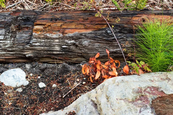 Log Con Una Roccia Foglie Erbose Sporcizia — Foto Stock