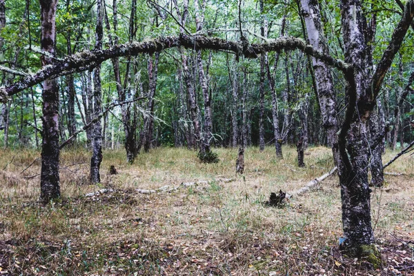 Őszi Erdő Erdei Fény Mutatja Fák — Stock Fotó