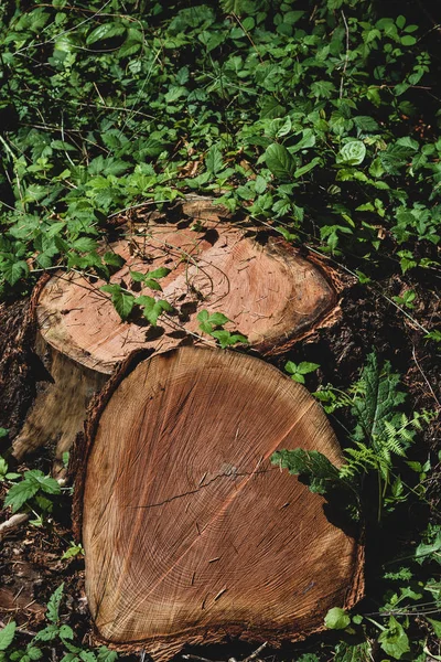 Stump Mellett Közelről Keresztmetszet Vágott Naplója — Stock Fotó