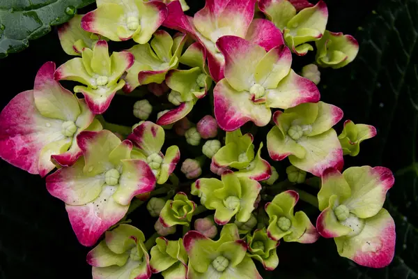 Hermosa Flor Verano Con Bordes Violetas Rosados Pétalos Color Verde — Foto de Stock