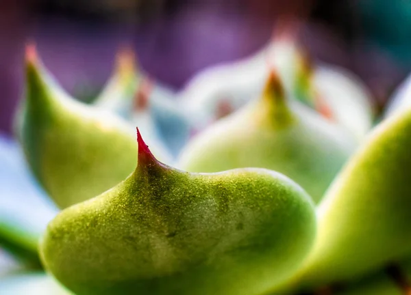 Jardin Croissance Succulente Dans Lumière Soleil Été — Photo