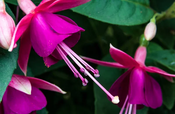 Abstrakte Nahaufnahme Fuchsienblüten Mit Blättern — Stockfoto