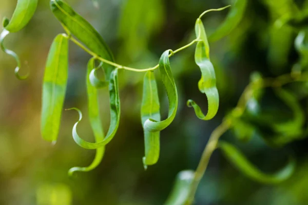 Feuilles Étroites Spirale Aux Couleurs Vives Sur Vigne — Photo