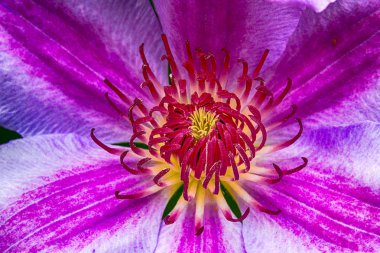 Yaz aylarında açan parlak canlı güzel akasma