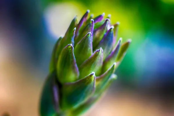 Jardin Croissance Succulente Dans Lumière Soleil Été — Photo