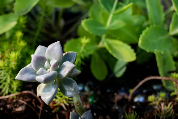 Pot Rempli Saleté Contenant Des Succulents Des Roches Colorées — Photo