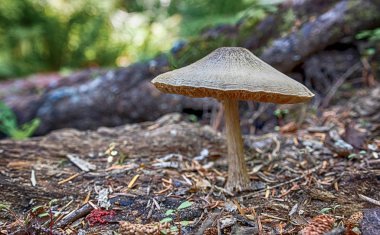 Büyük sonbahar mantar yerde büyüyen