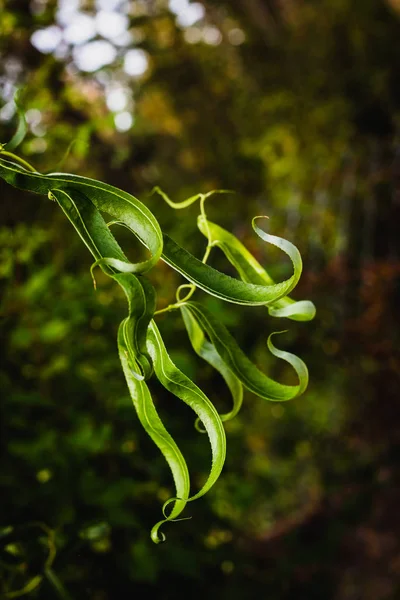 Twisty brillante verde lussureggiante foglia crescente — Foto Stock