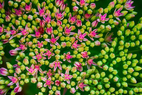 Splendidi e vivaci fiori in fiore — Foto Stock