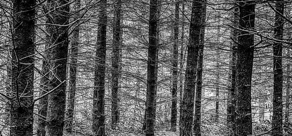 Schwarz-weiße Waldszene mit hohem Kontrast — Stockfoto