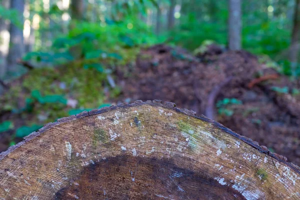 Régi, bajba jutott fa gyűrű keresztmetszete — Stock Fotó