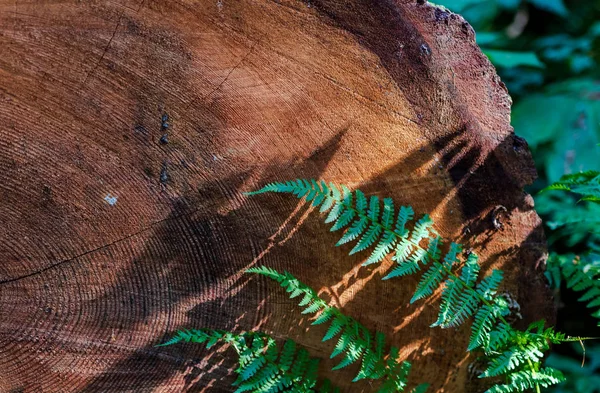 Old distressed tree ring cross section — Stock Photo, Image