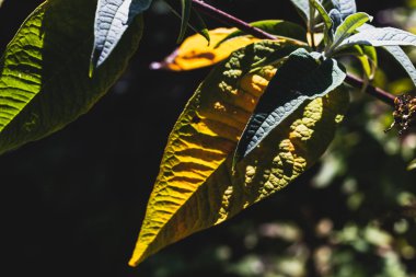 Sonbaharın sonbaharında yaprak ölüyor