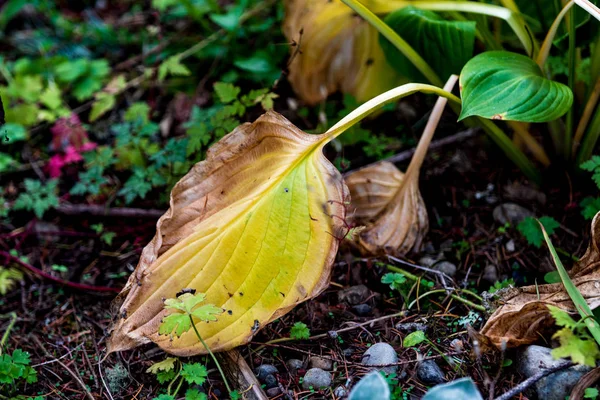Luminose vivide foglie autunnali colorate — Foto Stock
