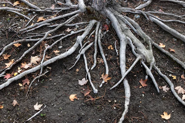 Old exposed tree roots on dirt — Stock Photo, Image