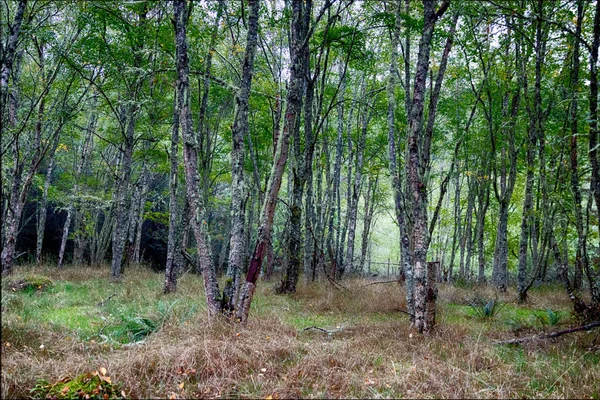 Осінній лісовий ліс зі світлом, що показує — стокове фото