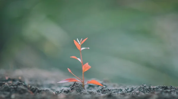 Les Semis Arbres Sont Sur Sol — Photo