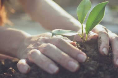 İnsanlar ağaç dikiyor. Büyüyor, bitkileri suluyor ve ağaç dikiyorlar.