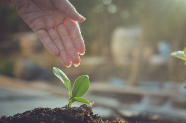 İnsanlar ağaç dikiyor. Büyüyor, bitkileri suluyor ve ağaç dikiyorlar.