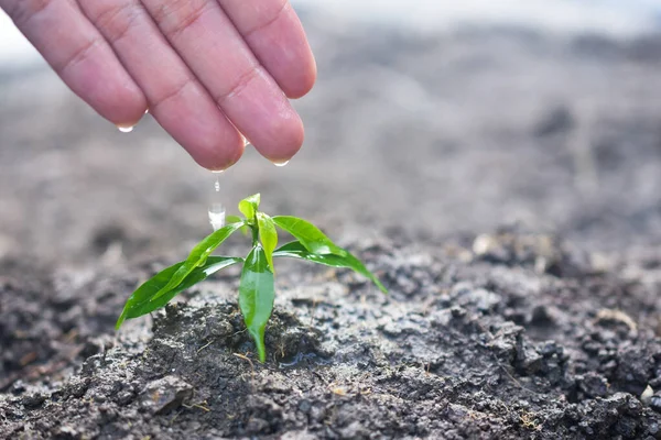 People are planting trees Growth,Watering plants and planting trees