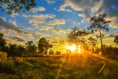 Mavi gökyüzü günbatımı Akşam parkı doğa