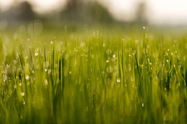 Pirinç alanında yeşil çim Blade