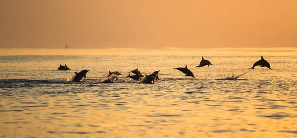 Bali gün batımında sudan atlayan yunusların manzara görüntüsü