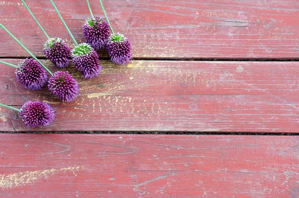 Purple onion flowers on a old table or wooden planks. Summer background with copy space and summer purple flowers