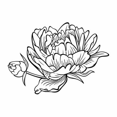 Şakayık Çiçeği vektör görüntü.