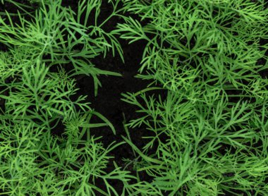 Arka yüzey genç ve taze dereotu makro görünümü yukarıdan büyüyen