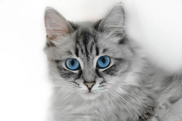 Retrato Gato Siberiano Neva Masquerade Fondo Blanco — Foto de Stock
