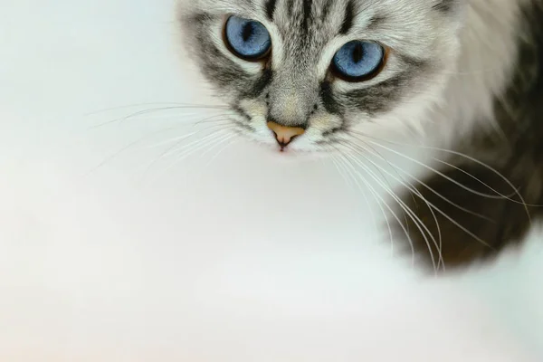 好奇的西伯利亚和蓝色的眼睛看着白色背景的秘密猫 — 图库照片