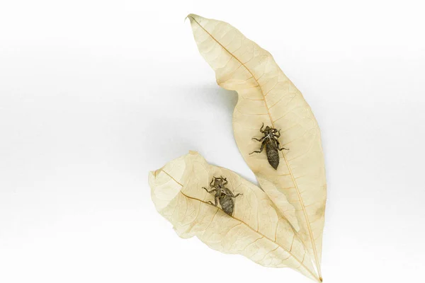 Twee Droog Verlaten Dragonfly Cocons Zittend Gele Bladeren Witte Achtergrond — Stockfoto