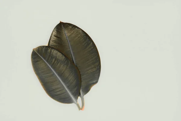 Duas Folhas Ficus Cor Bronze Visão Nítida Uma Superfície Fundo — Fotografia de Stock