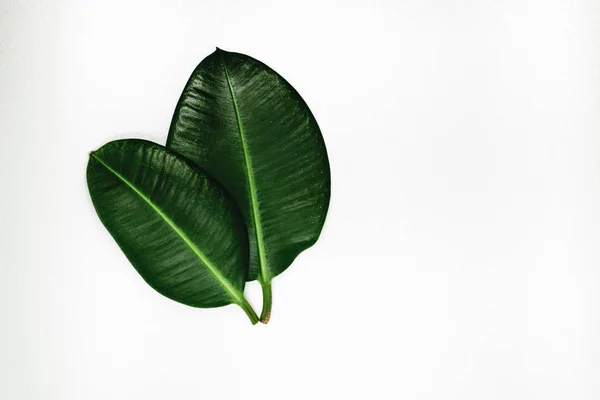İki görünüm keskin ve yeşil ficus boş alanı olan bir gümüş arka plan yüzeyi bırakır