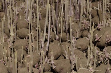 Patates yemek Bodrum katında çimlenme arka plan yüzeyi