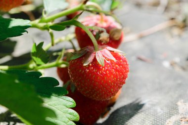 Yeşille çevrili çilek asılı kırmızı yapraklar ve sabah güneş tarafından Aydın